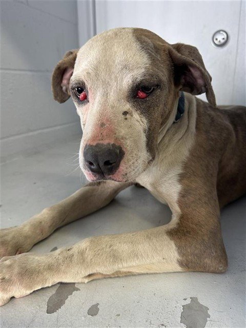 BANDIT - Pit Bull Terrier for adoption in Sacramento