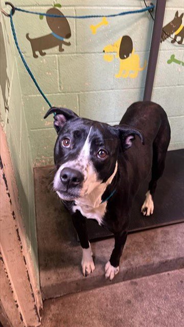 RAMEN - Pit Bull Terrier available for adoption