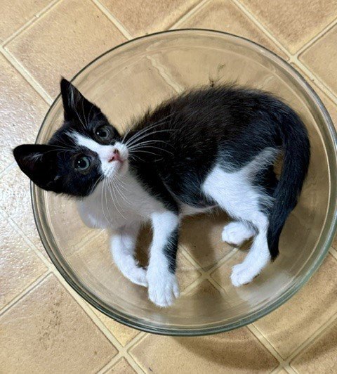 ALFRED - Domestic Short Hair available for adoption