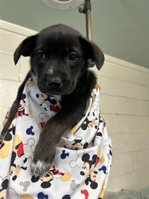A739784 - Labrador Retriever available for adoption