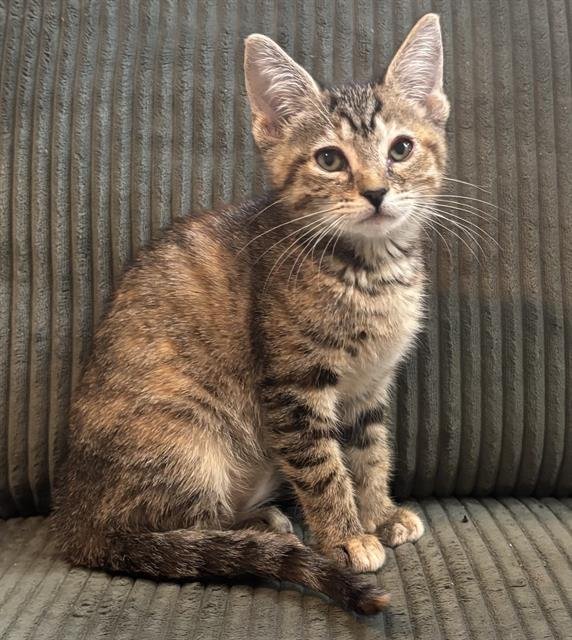 PEANUT Image