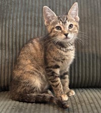 PEANUT - Photo 1