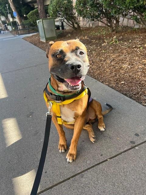 DANTE - Pit Bull Terrier available for adoption