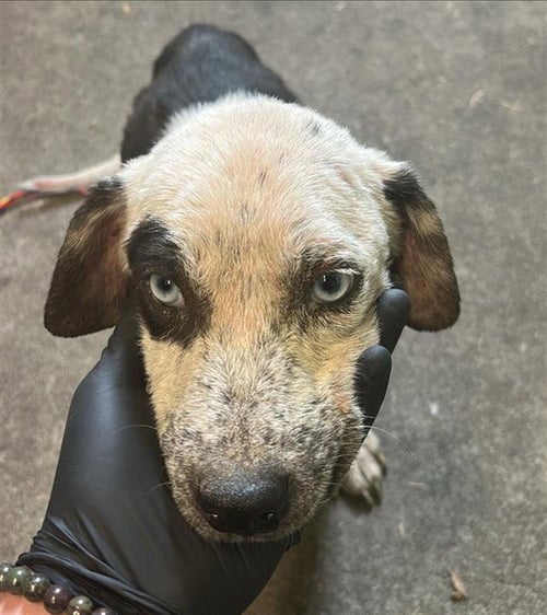 ASA - Pit Bull Terrier / Australian Cattle Dog/Blue Heeler available for adoption