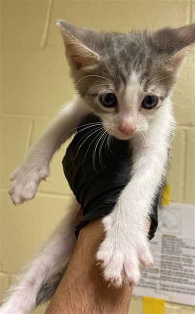 A737432 - Domestic Short Hair available for adoption