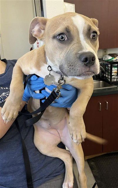 BAILEY - Pit Bull Terrier available for adoption