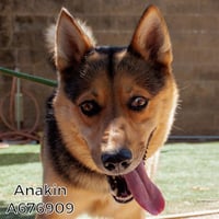 ANAKIN - Photo 1