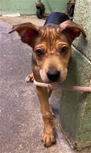PORK CHOP - Pit Bull Terrier available for adoption