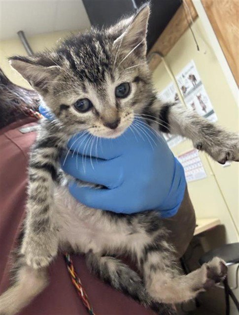 A737385 - Domestic Short Hair available for adoption