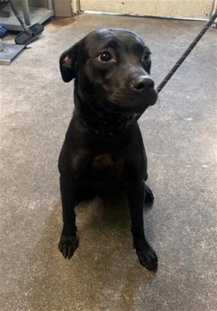 BETTY - Terrier / Pit Bull Terrier available for adoption