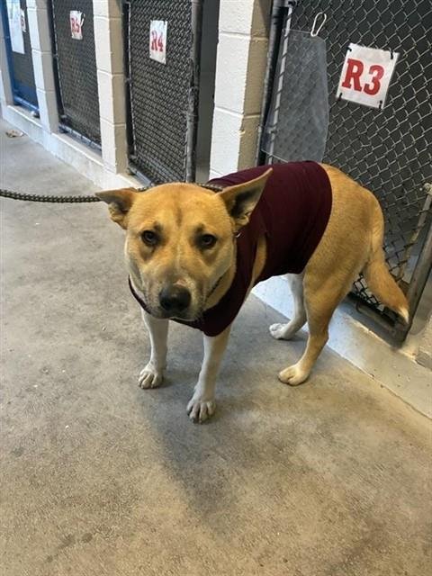 CHLOE - Pit Bull Terrier / German Shepherd Dog available for adoption