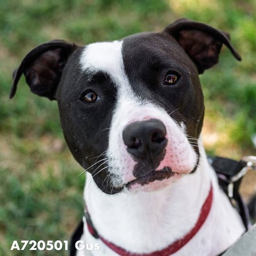 GUS - Pit Bull Terrier available for adoption