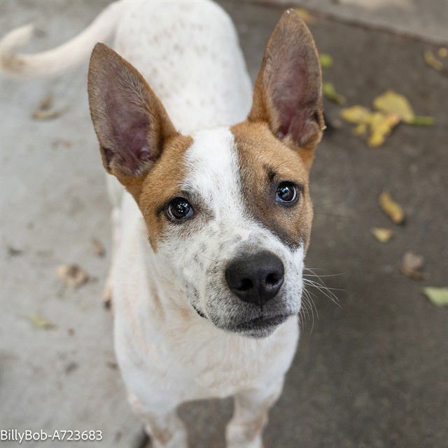 BILLY BOB - Pit Bull Terrier / Australian Cattle Dog/Blue Heeler available for adoption