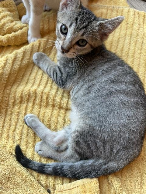 BIMBLE - Domestic Short Hair available for adoption