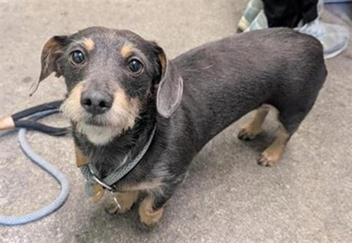 GRETA - Dachshund available for adoption