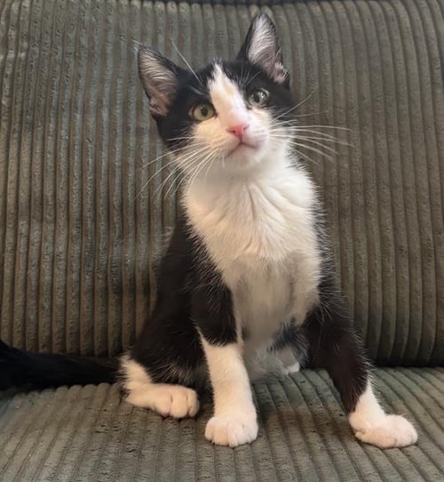 WALNUT - Domestic Short Hair for adoption in Sacramento