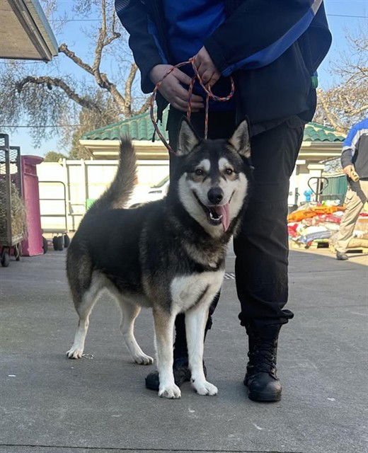 PERRO - Siberian Husky available for adoption