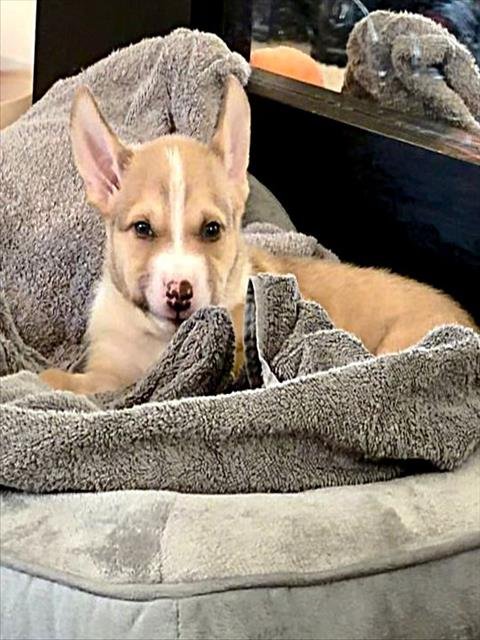 A737237 - Pit Bull Terrier / Siberian Husky for adoption in Sacramento