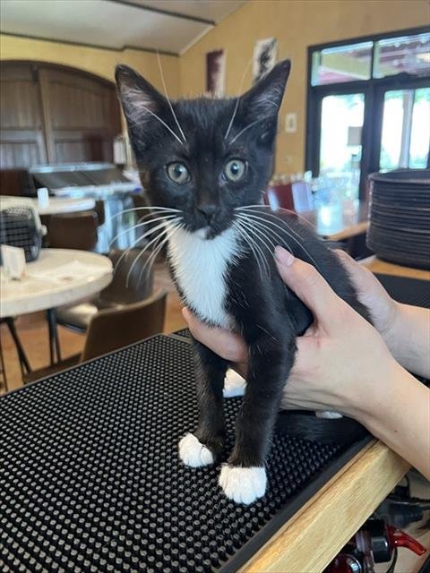 TRIXIE - Domestic Short Hair available for adoption