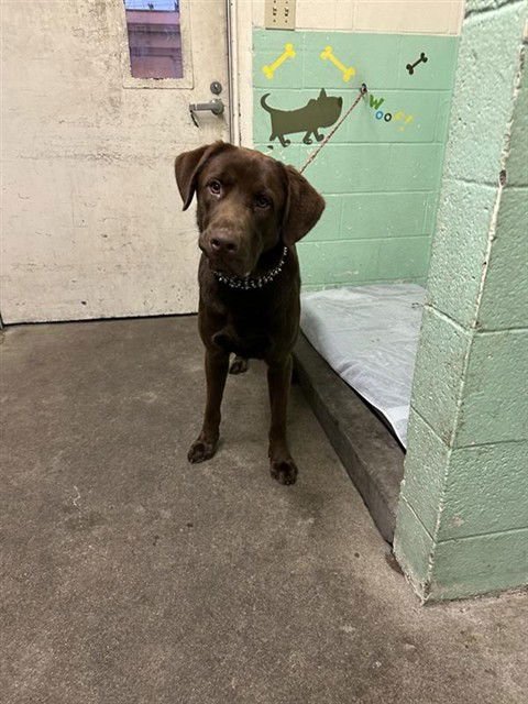 ANDOUILLE - Labrador Retriever available for adoption