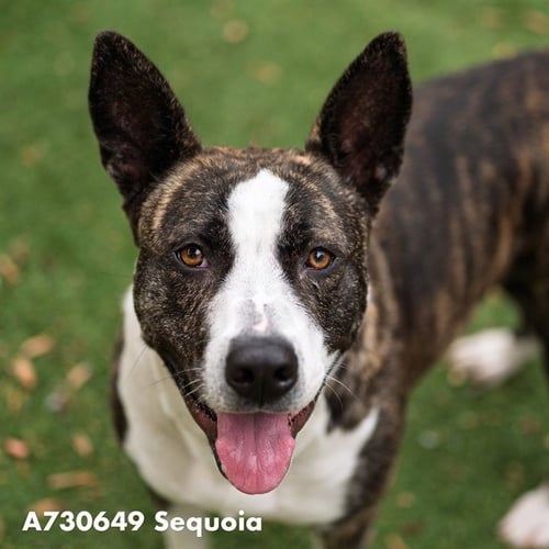 SEQUOIA - Pit Bull Terrier available for adoption