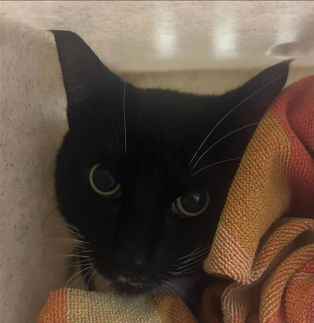 CHARLESTON - Domestic Short Hair available for adoption