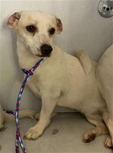 A739538 - Chihuahua available for adoption