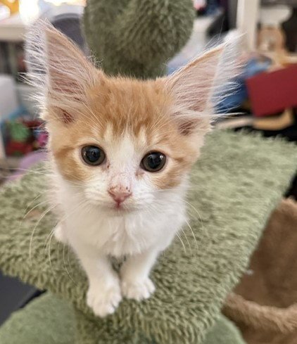 CLYDE - Domestic Short Hair for adoption in Sacramento