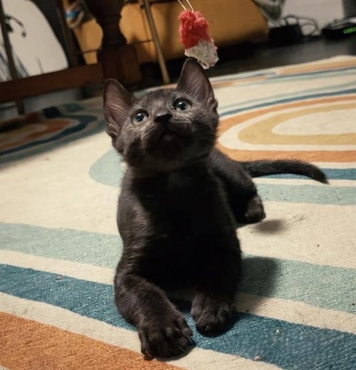 BATTY - Domestic Short Hair available for adoption