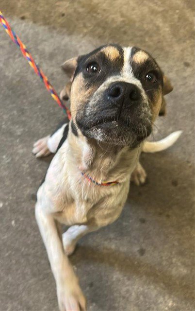 REN - Pit Bull Terrier / Australian Cattle Dog/Blue Heeler available for adoption