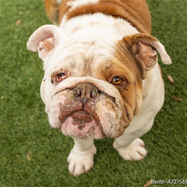 BASTER - English Bulldog available for adoption