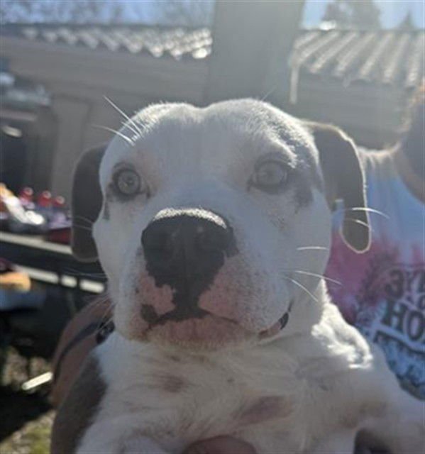 ROCKY ROAD - Pit Bull Terrier available for adoption