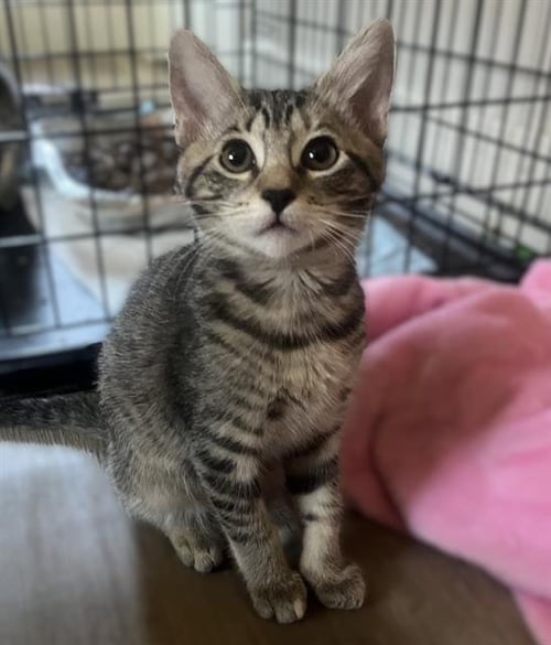 CAYENNE - Domestic Short Hair available for adoption