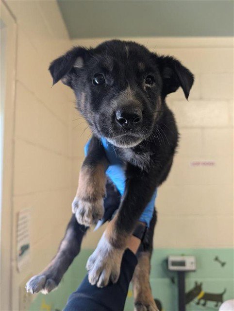 GHOST - German Shepherd Dog available for adoption