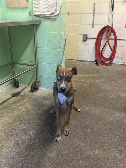 RODGER - Pit Bull Terrier available for adoption