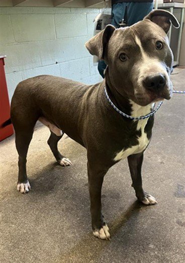 VLAD - Pit Bull Terrier available for adoption