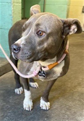 A738347 - Pit Bull Terrier available for adoption