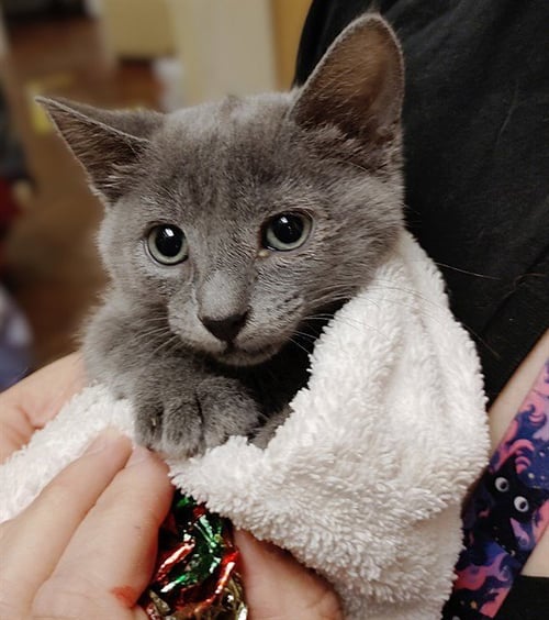 HEATHER - Domestic Short Hair for adoption in Sacramento