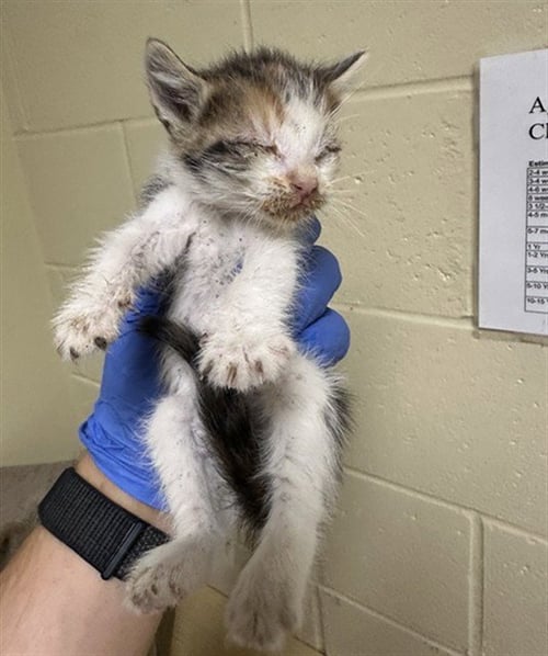 A737573 - Domestic Short Hair available for adoption