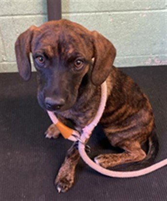 BAXTER - Hound / Pit Bull Terrier available for adoption