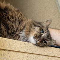 A739930 - Photo 1
