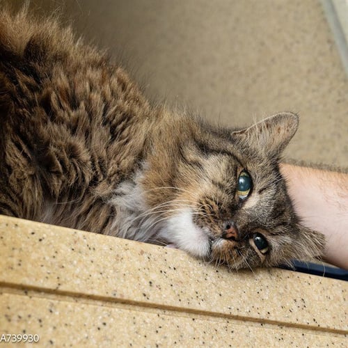 A739930 - Domestic Long Hair available for adoption