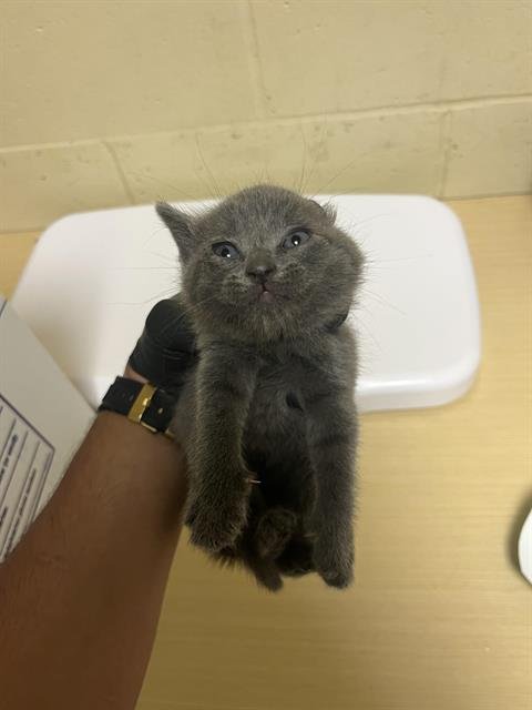 A739657 - Domestic Short Hair available for adoption