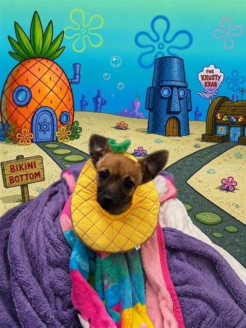 MIA - Chihuahua available for adoption