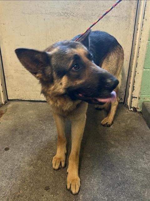 WELLINGTON - German Shepherd Dog available for adoption