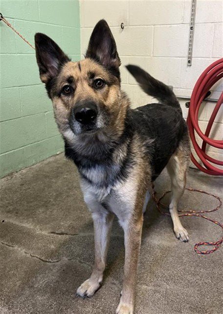 WEIZEN - Belgian Shepherd Malinois available for adoption