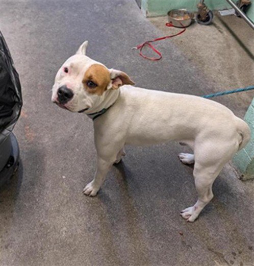 ZANDER - Pit Bull Terrier available for adoption