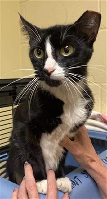 AUDREY - Domestic Short Hair available for adoption