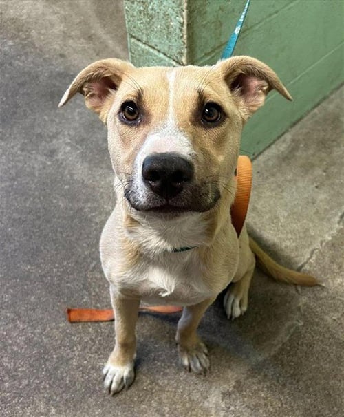 SOX - Pit Bull Terrier for adoption in Roseville