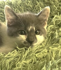 SIR ARTHUR ROMPUS - Photo 1